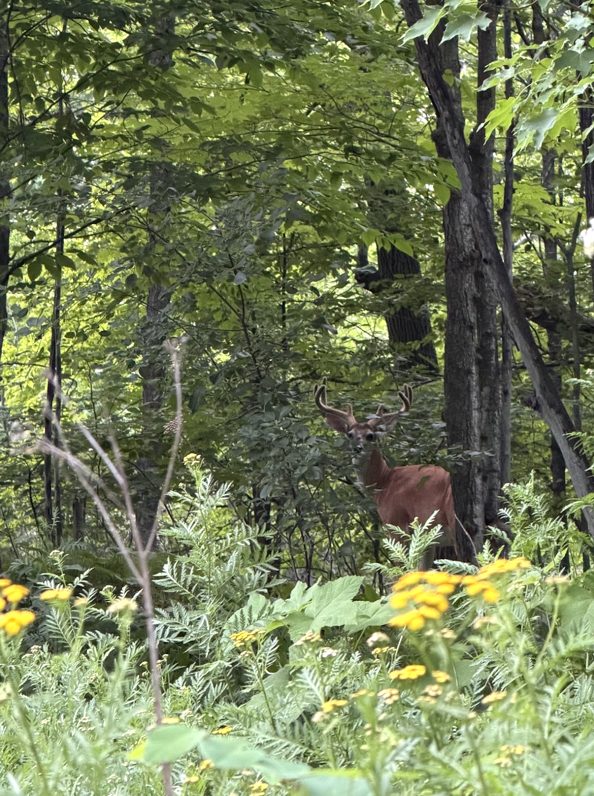Nature school activity